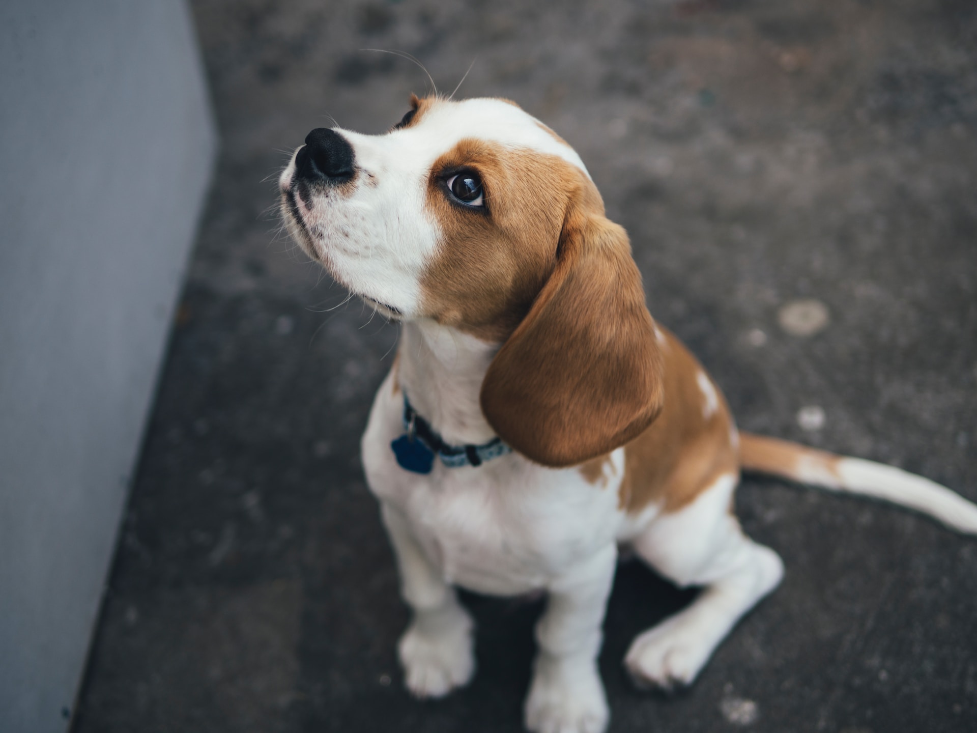 Top Five Small Sized Dog Breeds